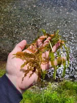 curly leaf pondweed