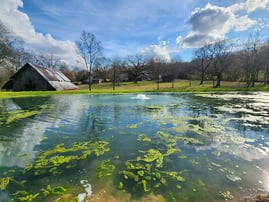 mats of filamentous algae cover the surface of a pond