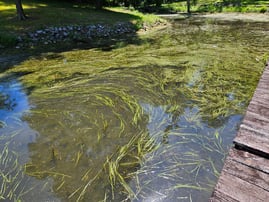 Hybrid eelgrass infestation