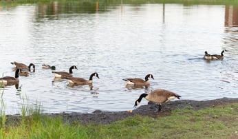 Geese next to pond