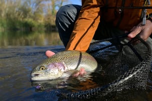 Angler Holding a Fish