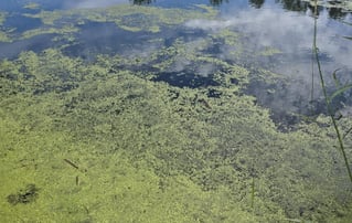 duckweed and watermeal