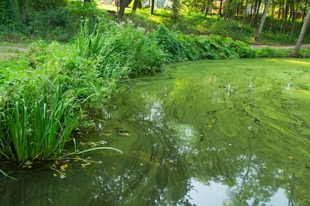 Microcystis Bloom