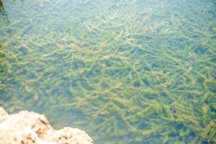 Hydrilla