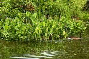 pickerelweed riparian barrier 