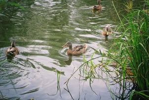 phosphorus enters waterbodies from a variety of sources
