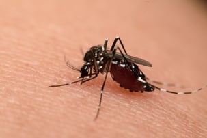 Without proper care ponds and lakes can become ideal breeding sites for mosquitoes
