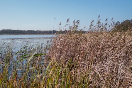 phragmites