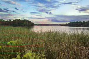 invasive cattails can outcompete native plant species