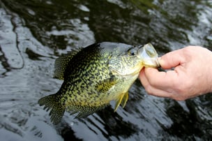 stocking forage fish in the fall supports healthy gamefish