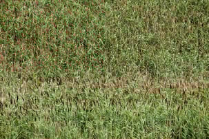 invasive phragmites 