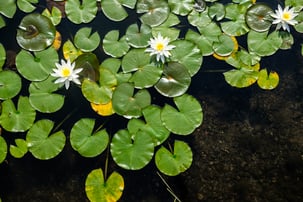 lily pads