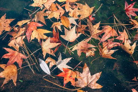 leaf litter