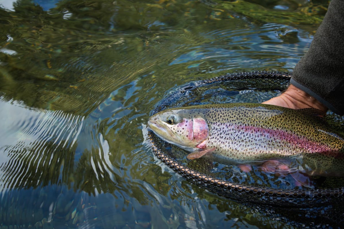 Fall Fish Stocking: Prepare Your Pond for a Thriving Spring