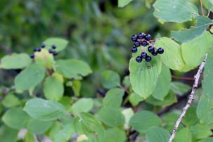invasive common buckthorn